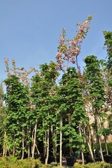 rośliny ozdobne do ogrodu