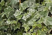 Bluszcz pospolity Glacier Hedera helix sprawdź ceny sadzonki w krzewyozdobne.net