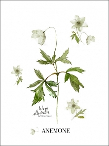 Anemone , print | 30x40 cm