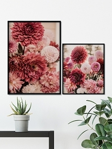 Zestaw plakatów - Dalie