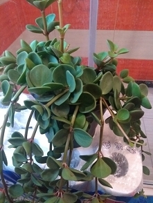 co to za kwiat ? pomocy