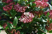 Kalina-wawrzynowata-Gwenllian-Viburnum-tinus