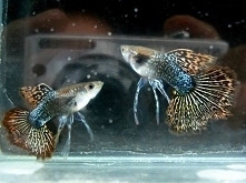 bệnh nấm ở cá bảy màu