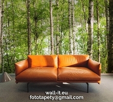 Fototapeta brzozowy las. Au...