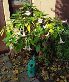 Moja piękna kwitnie już drugi raz w tym roku i nawet jesienne chłody jej nie przeszkadzają:)