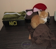 Mój rudy pomocnik i asystent do spraw kreatywnych projektów. :)
Zdjęcie co prawda sprzed dwóch lat, ale obecnie koci łobuz nadal lubi wtykać swoje cztery łapki w moje projekty D...