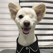 Dzień dobry, Pirat mam na imię 