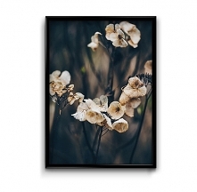 Jesienna hortensja #2