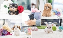 toy poodle