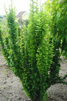 Berberys Thunberga Erecta Berberis thunbergii