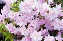 Azalia japońska Mrs Nancy Dippel Rhododendron obtusum
