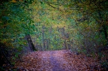 Jesienny las w kolorach wschodzącego słońca. Wszystko przez zmianę czasu. Wcześnie rano wylądowaliśmy na wycieczce.