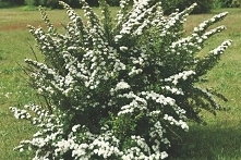 TAWUŁA NIPPOŃSKA SNOWMOUND SPIRAEA NIPPONICA
Tawuła nippońska Snowmound jego ozdobą są białe, drobne kwiaty osadzone wzdłuż czerwonawych, pokładających się pędów. Doskonale komp...