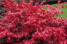 TRZMIELINA OSKRZYDLONA EUONYMUS ALATUS
Trzmielina Euonymus jest gęstym, szerokim krzewem dorastającym do 2 m. wysokości. Zwarty, krzaczasty pokrój. Charakteryzuje się atrakcyjny...