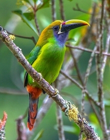 Pieprzojad szmaragdowy