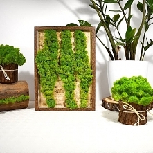 Przyznany się Wam do czegoś...zanim zaczęliśmy przygodę z chrobotkiem, to w miejscach, gdzie było bardzo ciemno, a rośliny doniczkowe, nie miały szans przetrwać, mieliśmy sztucz...