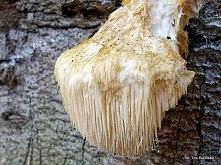 Soplówka jeżowata, małpia głowa