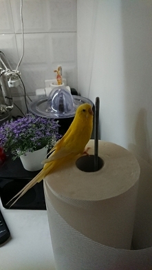 Maja dusza towarzystwa ale ceni sobie własny spokój. Mój pomocnik w kuchni.