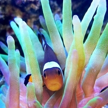 Akwarystyka moja druga pasja. Mało tu rybek więc wrzucam coś od siebie:) Pozdrawiam wszystkich akwarystów