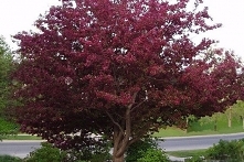 Jabłoń ozdobna Royalty jego liście mają rubinowoczerwoną barwę, przy tym są błyszczące, i opadają na zimę. Ze względu na nieduże rozmiary polecana do małych ogrodów. Pięknie zdo...