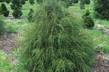 Tuja Filiformis Żywotnik zachodni Thuja occidentalis

    Żywotnik zachodni Filiformis najlepiej czuje się posadzony w glebach żyznych oraz umiarkowanie wilgotnych. Krzewy ideal...