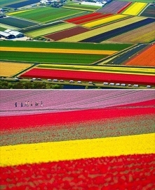 Pole tulipanów, Lisse, Holandia