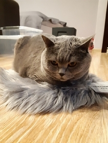 Kot brytyjski, kiciuś