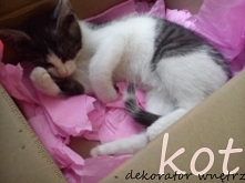 Humorystyczny tekst po kliknięciu w zdjęcie :)