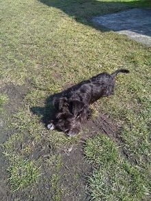 KARMA dla szczeniaków małych ras. Czy ktoś może polecić jakąś karmę dla szczeniaka? Póki co jadła karmę z sklepu zoologicznego, ale te ceny są śmieszne. 70 zł za 3 kg. Fajna mar...