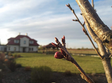 Wiśnia piłkowana 'Roya...