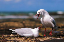 Czy kontrolujesz, odrzucasz, bądź wypierasz swoje emocje? Nowy wpis  na blogu o emocjach po kliknięciu w zdjęcie ❤
