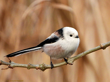 Raniuszek, (Aegithalos caud...