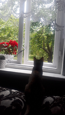 Obserwacje - czereśnie - szpaki