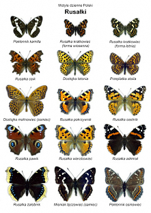 motyle