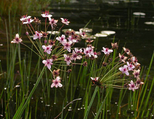 Łączeń baldaszkowy nad oczka wodne