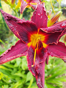 Liliowiec - Hemerocallis❤️
