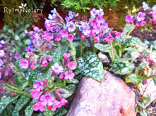 Miodunka plamista, cieniolubna