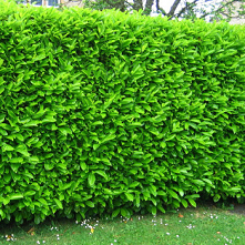 Firma sprzedajace laurowisnie 120-140cm