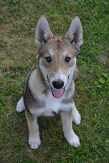Razem z Balto prosimy o głosy w konkursie (link w kom.) Cel szczytny, bo pieniążki z konkursu przekazywane są na psich weteranów.
Aby zagłosować na Balto trzeba wejść w galerię,...