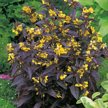 Tojesc Orzesiona Firecracker