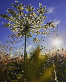 #rosliny#rosliny#uuuu#