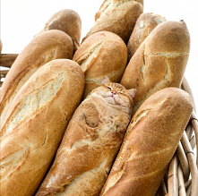 La baguette
#cat
#kot