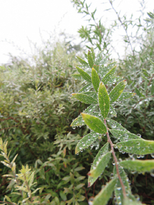 #deszcz#pluga#szaro#