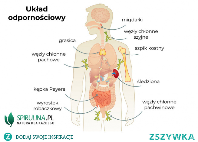 Układ odpornościowy