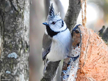 Sikorka czubatka  (Lophopha...