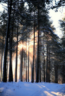 Lasy Skotawska pow.Bytów - ...