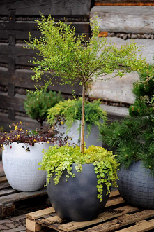 2w1 #rośliny #balkon #donica