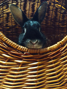 #króliczek#słodki#koszyk#wiklina#zdjęcie