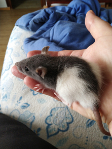 Houdini ❤️❤️❤️