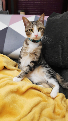 Niedzielny odpoczynek, moja Nala.